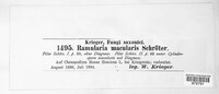 Ramularia macularis image